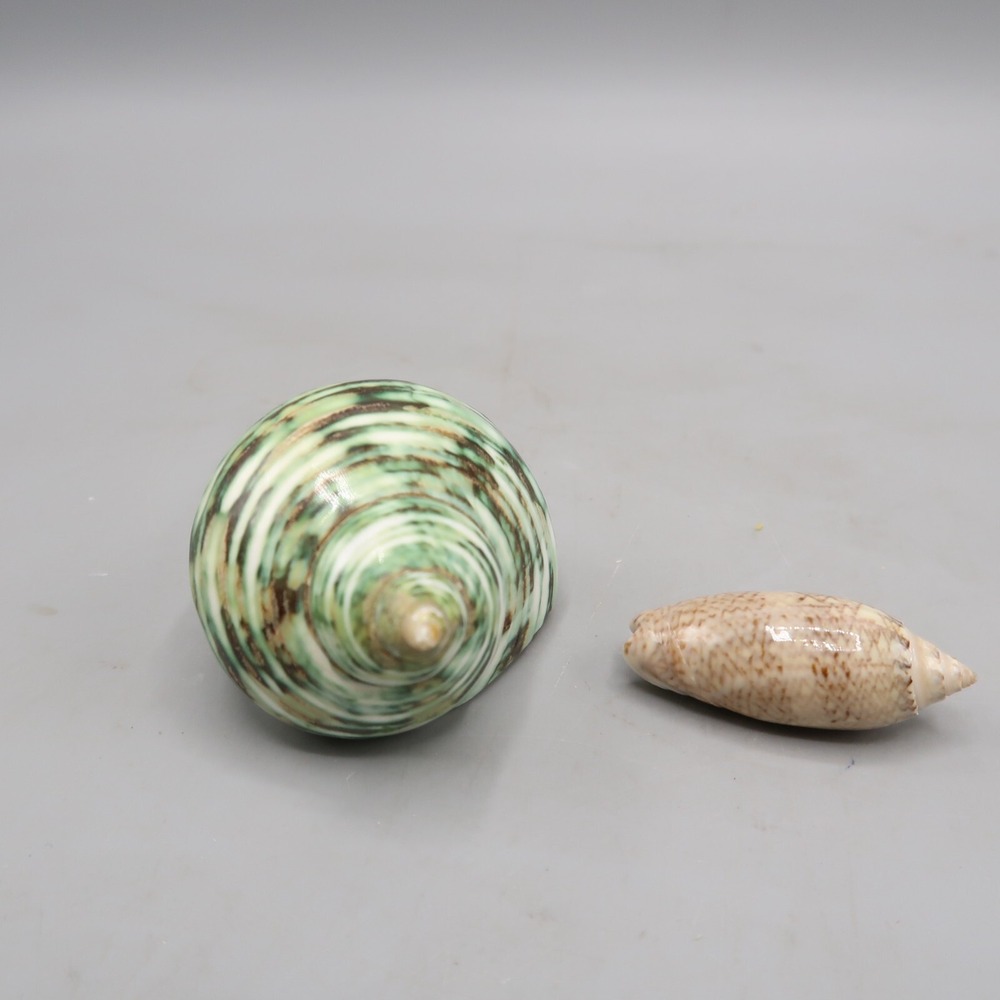 Green Turban Shell Turbo Marmoratus 2.5" tall & 1.5 "‎ Oliva Sayana Seashell lot